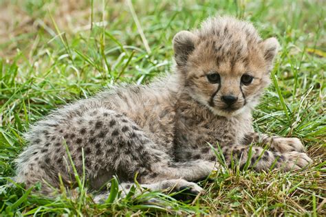 Cheetah Cub 273 11a By Haywood Photography On Deviantart