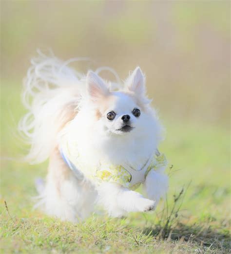 Fluffy Chihuahua Dog Chiwawa Dog Pets Lovers