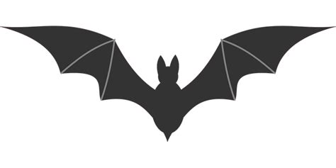 Bat Images Pixabay Download Free Pictures