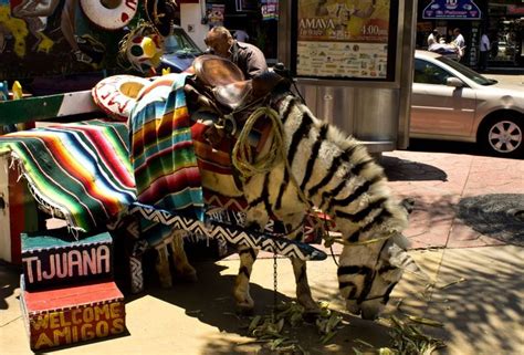 Donkey Painted As A Zebra In Tijuana Places I Have Been Pinterest