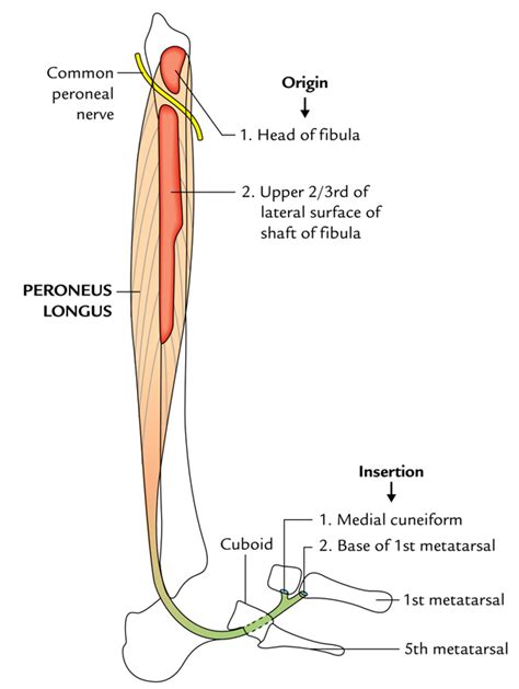 Peroneal Muscles Earth S Lab