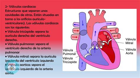 Prof Adriana Mendez Enfermeria Adulto Y Anciano Sistema Circulatorio Youtube