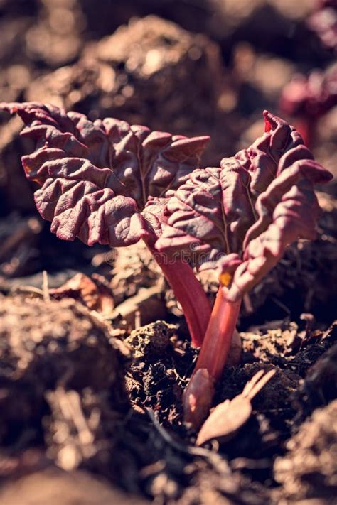 Fresh Rhubarb Or Pieplant Plant In The Garden Two Purple Leaves