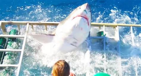 terrifying moment when shark gets trapped inside cage with diver wow video ebaum s world
