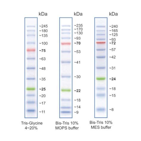 Blue Wide Range Protein Ladder 10 245kda Cleaver Scientific