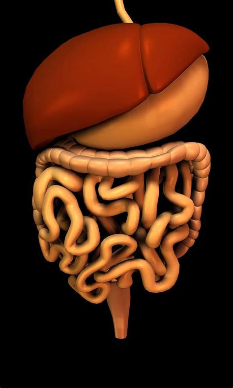 Digestive System Artwork Photograph By Friedrich Saurer Fine Art America