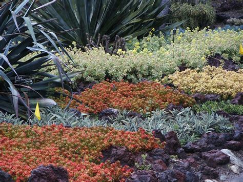 Huntington Succulent Ground Cover Ground Cover Ground Cover Plants