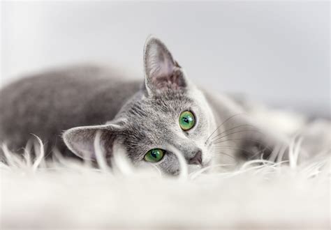 Are Russian Blue Cats Hypoallergenic Tips For Families With Allergies