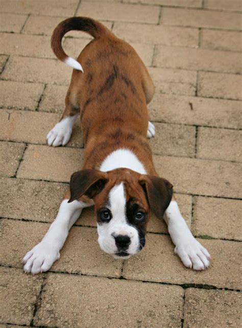 17 Irresistibly Cute Boxer Pup Puppy Boxers Puppies Bowwow Times Cute