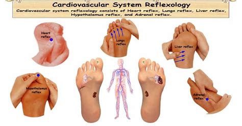 Reflexology Cardiovascular System | Cardiovascular system, Reflexology, Cardiovascular