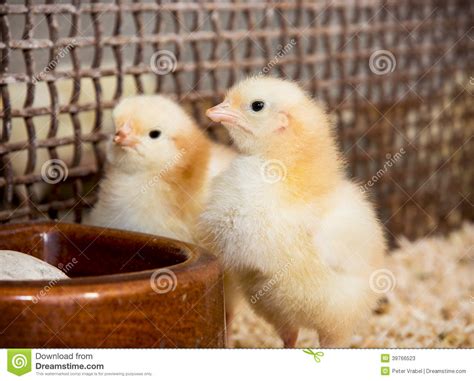 Two Yellow Little Chicks Stock Image Image Of Fluffy 39766523