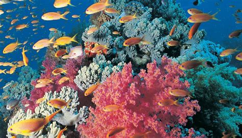 → Los Mejores Arrecifes De Coral En México Geniolandia