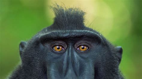 Wallpaper Id 1240019 1080p Stare Macaque Crested Black Macaque