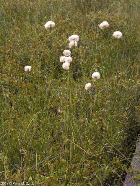 Eriophorum Virginicum Tawny Cottongrass Minnesota Wildflowers