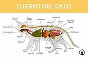 Anatomía de un gato - ¡Partes del cuerpo del gato!