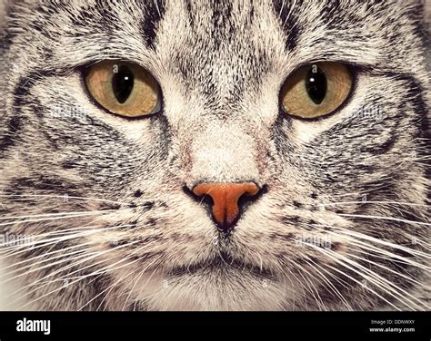 Cat Face Close Hi Res Stock Photography And Images Alamy