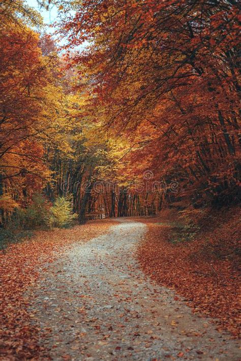 Beautiful Autumn Forest Mountain Path Stock Image Image Of Magic