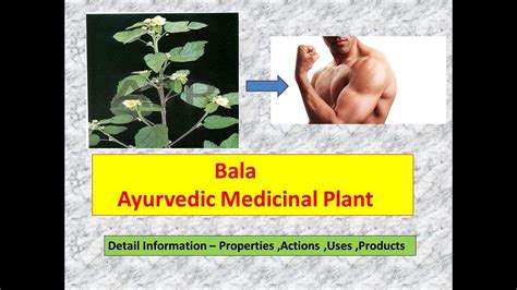 Bala L Sida Cordifolia L Medicinal Benefits Of Bala L Herb Of Strength