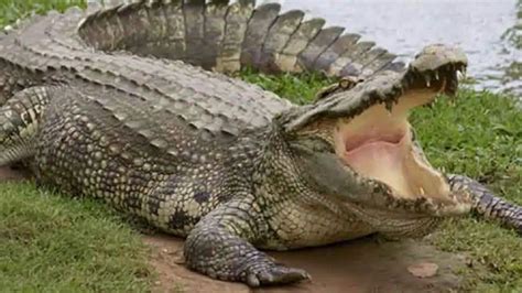 Crocodile Entered In A Gujarat Village Created Panic வயலுக்குள்