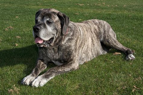 Top 10 Extra Large Dog Breeds In 2020 Extra Large Dog Breeds Large