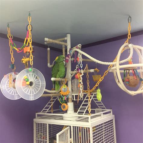 Budgies really love to play! Sybella pauses from grooming to pose for a picture on her parrot playground. | Diy bird toys ...