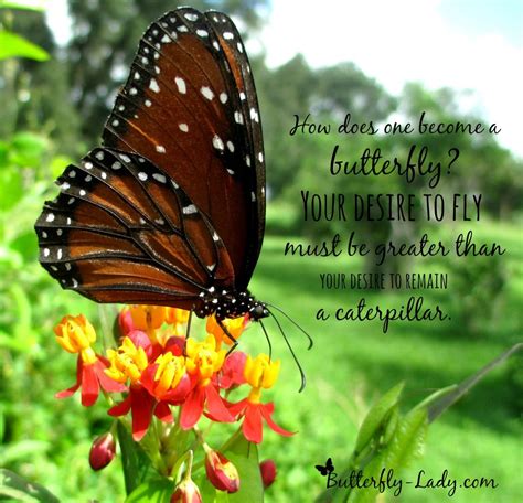 Motivational Inspirational Butterfly Quotes Maribeth Robinette