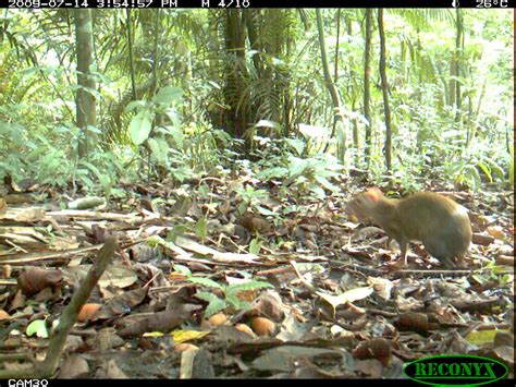 Central American Agouti This Central American Agouti Dasy Flickr