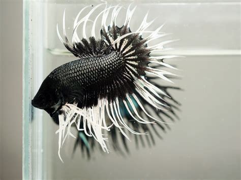 Is This The Coolest Looking Betta Fish Ever Featured Creature