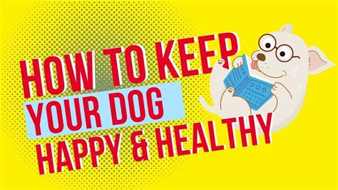 How To Keep Your Dog Happy And Healthy With The Poochwell Book Shops