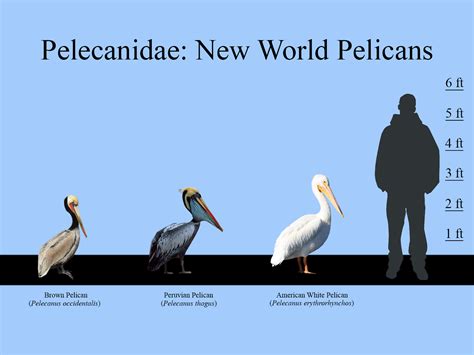 New World Pelicans Size Chart Zoochat