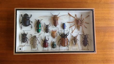 Insect Display Case In Norwich Norfolk Gumtree