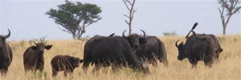 Do we also offer different animal lists, such as the number of animals on the endangered species list? Africa Animals ~ List of Africa Animals ~ Wild Animals Africa