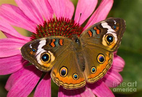 Common Buckeye Butterfly Photograph By Mimi Ditchie Pixels