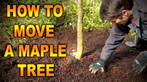Can You Dig Up And Transplant A Japanese Maple Transplanting A Red