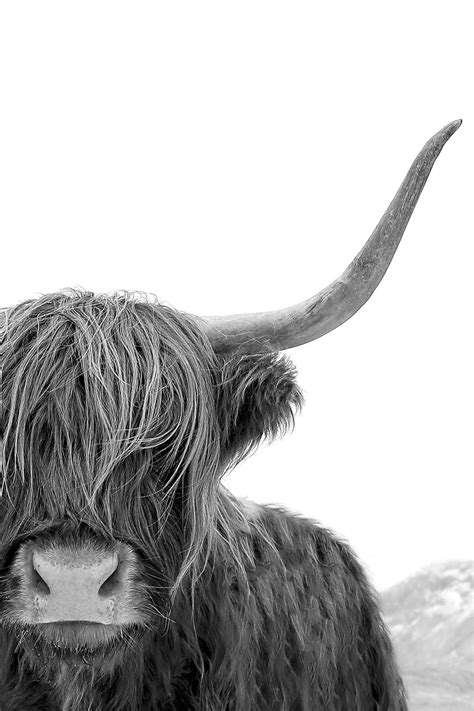 Black And White Print Highland Cow Art Print Scottish