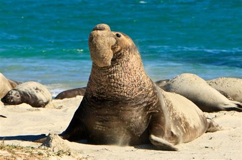 Northern Elephant Seal Channel Islands National Park Us National