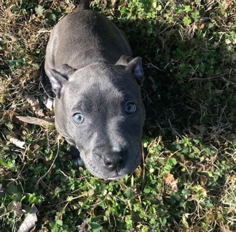 See more ideas about pitbull puppies, puppies, pitbulls. American Pit Bull Terrier puppy dog for sale in Suffolk, Virginia