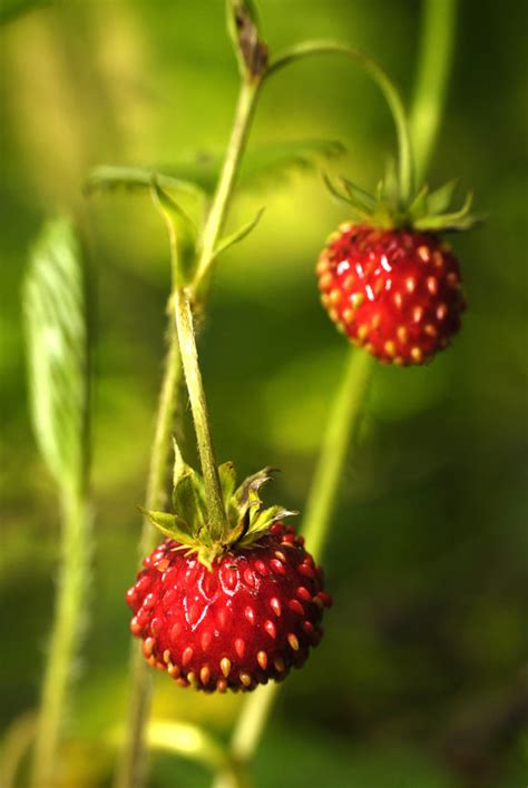 Check spelling or type a new query. 10 Wild Edible Plants - Cook - Herb Companion