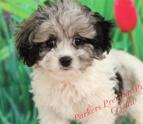 407 likes · 9 talking about this. Small Breed Puppies for Sale | Parkers Precious Puppies
