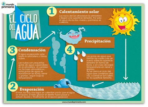 El Ciclo Del Agua Para Niños De Primaria Infografía Educativa