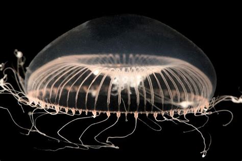 How Jellyfish Rule The Seas Without A Brain Jellyfish Ocean