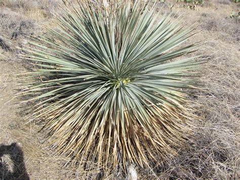 Desert Spoon The Arizona Native Plant Society