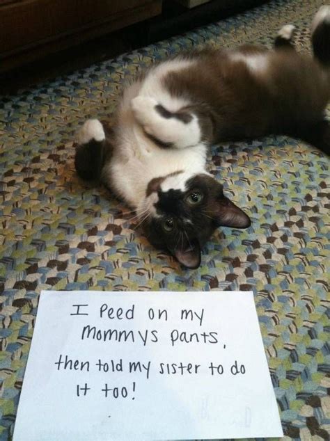 40 Guilty Cats Who Deserve To Be Shamed Publicly Funny