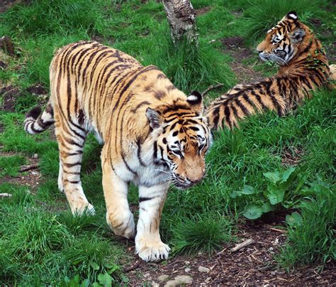 Amur Tiger Highland Wildlife Park Kingussie Cairngorms Flickr