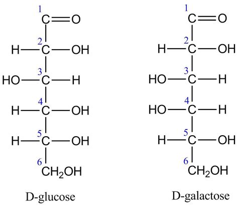 Describe How The Structure Of D Glucose Compares To The Structure Of D