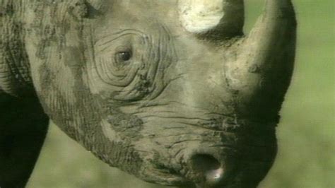 Stop Saying Rhinos Have Gone Extinct The Last Subspecies Died Off In 2011 Bbc Newsbeat