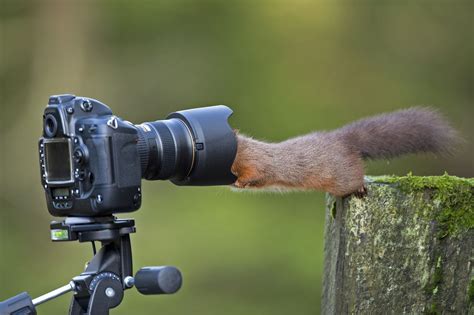 Getty Images Of Cute Animals Pretending To Be