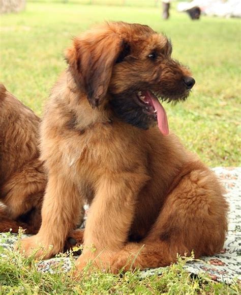 French Briard Puppy Dog Breeds Briard Briard Puppies