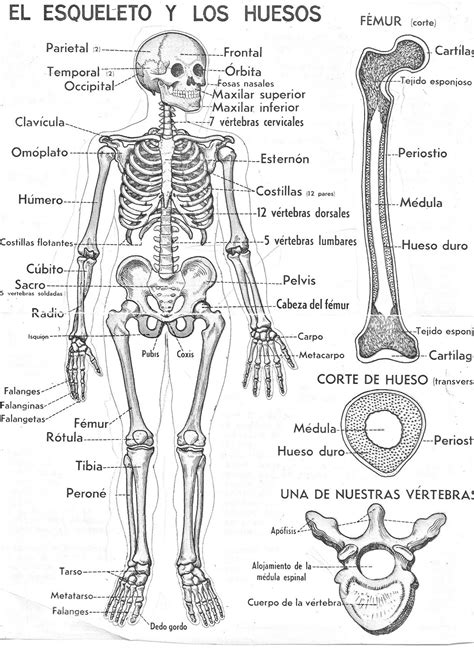 Curiosidades Sobre El Esqueleto Y Los Dientes Sallypans Blog