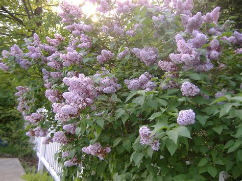 Old Fashioned Lilac Hedge Depolyrics